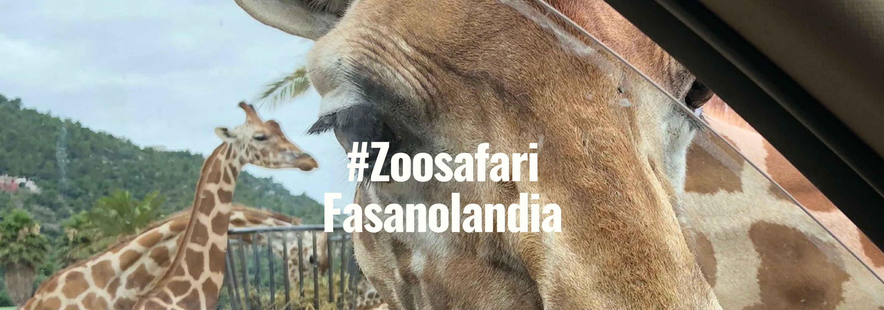 #ZoosafariFasanolandia